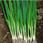 5 Seeds Asian Bunching Onion
