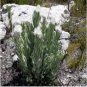 5 Seeds Asteraceae Small Shrub Leprechaun Flower Argyropsis