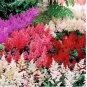 100 Seeds Astilbe Mixed Red Blue White Pink Colors