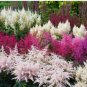 100 Seeds Astilbe Mixed Red Blue White Pink Colors