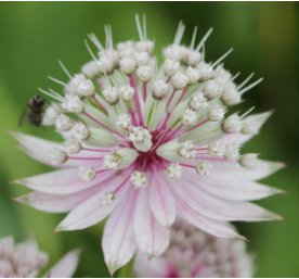50 Seeds Astrantia Major The Great Masterwort