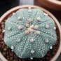 10 Seeds Astrophytum asterias Nichiki variegata Mix Fresh Rare Cactus Plants