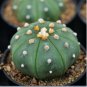 10 Seeds ASTROPHYTUM ASTERIAS NUDUM Cactus