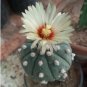 200 Seeds Astrophytum Cactus Flores Succulents