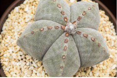 10 Seeds Astrophytum myriostigma