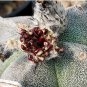 10 Seeds Astrophytum myriostigma
