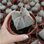 10 Seeds Astrophytum myriostigma kho-jo reverse fresh