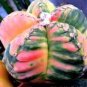 10 Seeds Astrophytum Myriostigma Variegata