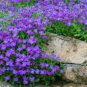 100 Seeds Aubrieta Cultorum