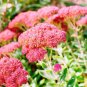 100 Seeds Autumn Joy Sedum