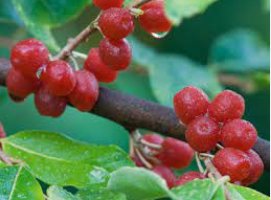 100 Seeds Autumn Olive Plant