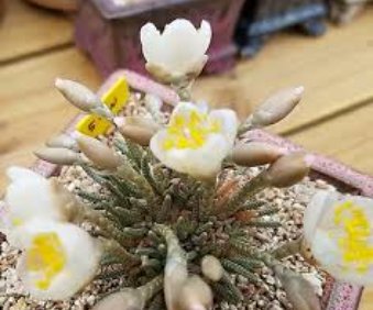 5 Seeds Avonia Quinaria