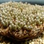 5 Seeds Avonia Quinaria