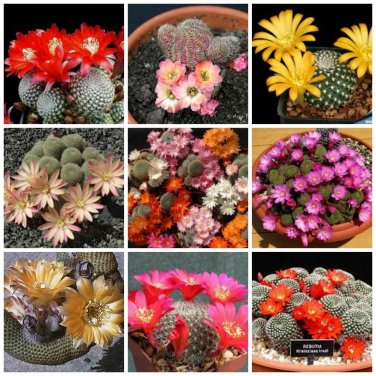 10 Seeds Aylostera Mix Rare Cactus Succulent Plants