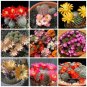 10 Seeds Aylostera Mix Rare Cactus Succulent Plants
