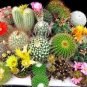 10 Seeds Aylostera Mix Rare Cactus Succulent Plants