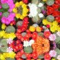 10 Seeds Aylostera Mix Rare Cactus Succulent Plants