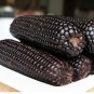 20 Seeds Aztec Black Corn Ancient Heirloom