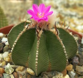10 Seeds Aztekium hintonii