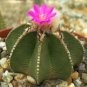 10 Seeds Aztekium hintonii