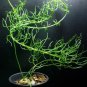5 Seeds AZTEKIUM ritteri Rare Cactus Plants