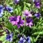 5 Seeds Babiana Stricta Iridaceae Pretty Flowers