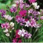 5 Seeds Babiana Stricta Iridaceae Pretty Flowers