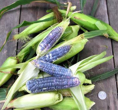 4 Seeds Baby Blue Jade Corn