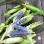 4 Seeds Baby Blue Jade Corn