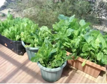 10 Seeds Baby Spinach