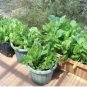 10 Seeds Baby Spinach