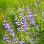 50 Seeds Barbed Skullcap
