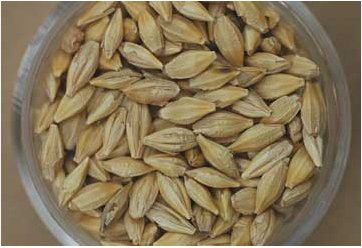 50 Seeds Barley