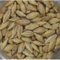 50 Seeds Barley