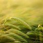 50 Seeds Barley