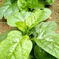 10 Seeds Basella alba Green Malabar spinach