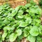 10 Seeds Basella alba Green Malabar spinach