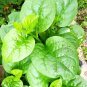 10 Seeds Basella alba Green Malabar spinach