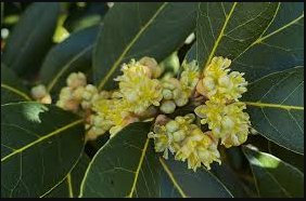 5 Seeds Bay Leaf Laurel Tree