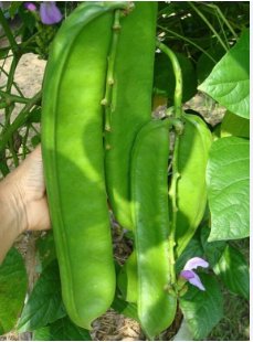 50 Seeds Bean Sword Bean Chamma Kaya Tammakaya Japanese