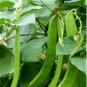 50 Seeds Bean Sword Bean Chamma Kaya Tammakaya Japanese