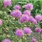 100 Seeds Bee Balm Wild Bergamot