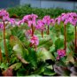 50 Seeds Bergenia Heartleaf Pigsqueak Bergenia Cordifolia