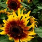 50 Seeds Bi-Colour Sunflower