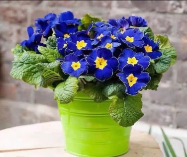 100 Seeds Big Primula Polyantha Gigantea
