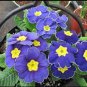 100 Seeds Big Primula Polyantha Gigantea
