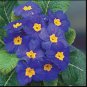 100 Seeds Big Primula Polyantha Gigantea