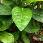 5 Seeds Bitter Leaf Vernonia Amygdalina