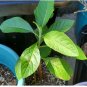 5 Seeds Bitter Leaf Vernonia Amygdalina