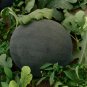 25 Seeds Black Landmine' Series Watermelon